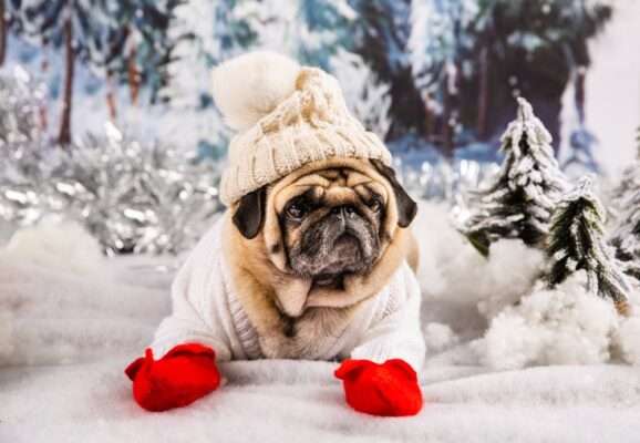 Keeping Your Dog's Feet Warm and Cozy in Winter: A Paw Guide to Protection
